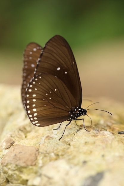 일반적인 인도 까마귀 나비 (Euploea core Lucus)