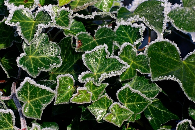 Common ivy english ivy ivy leaves covered with hoarfrost Hedera helix