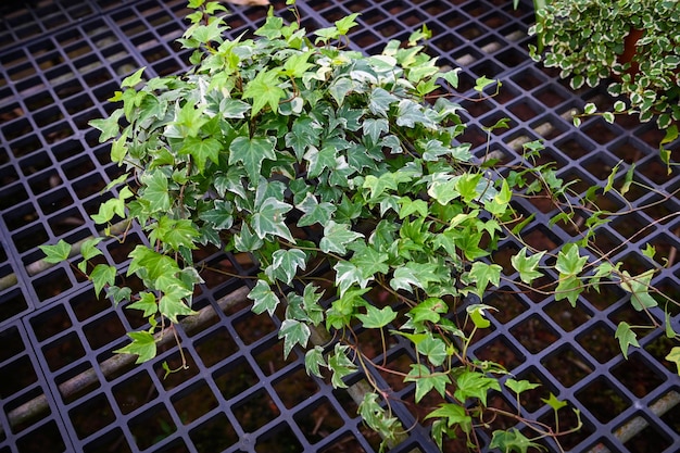 Common ivy plant grow on pot in greenhouse european ivy english ivy or green ivy Hedera helix tree ornamental plant reduce carbon