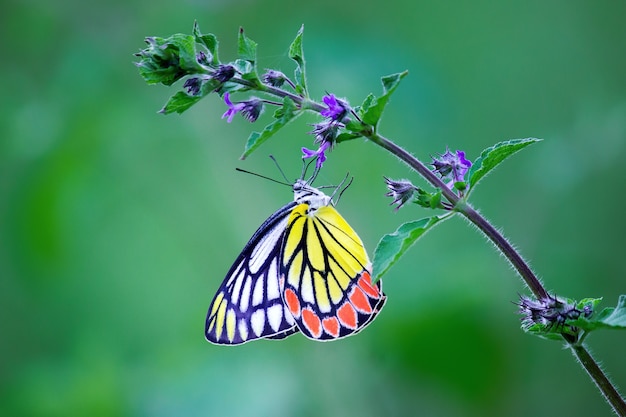 Common Jezebel Butterfly