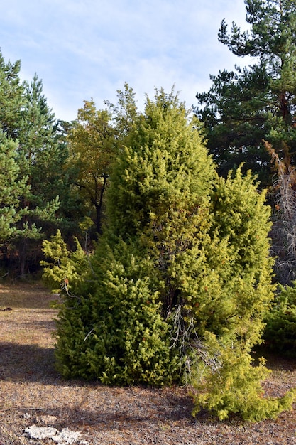 Common juniper bushes Juniperus communis