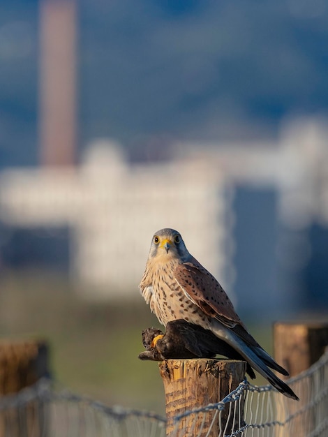 Photo common kestrel falco tinnunculus granada spain