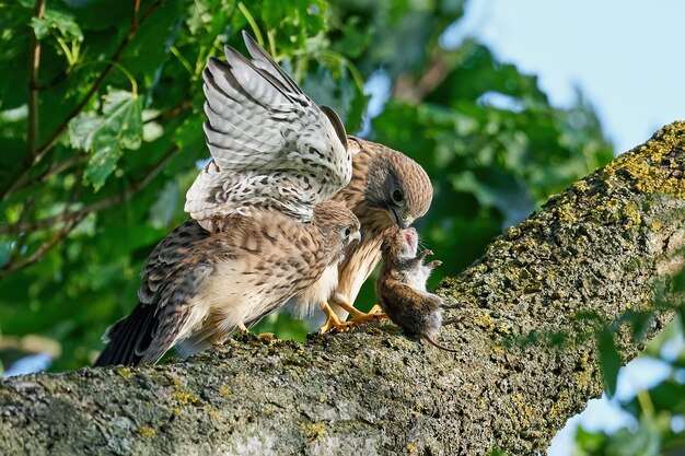 Common kestrel Falco tinnunculus Juvenile