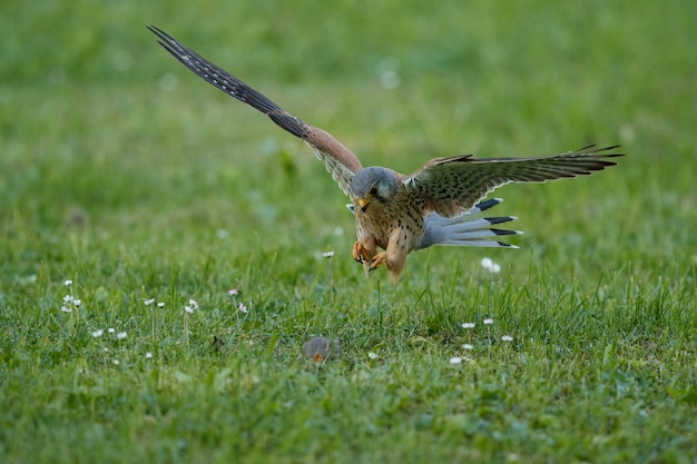 Common Kestrel. Falco tinnunculus little birds of prey 