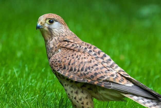 The common kestrel falco tinnunculus perched on grass