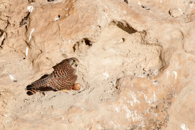 일반적인 황조롱이 Falco tinnunculus는 바위의 둥지에 앉아 있습니다.