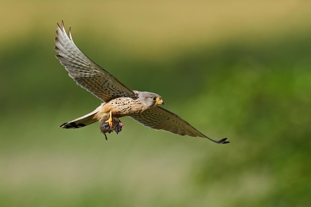 Common kestrel Falco tinnunculus