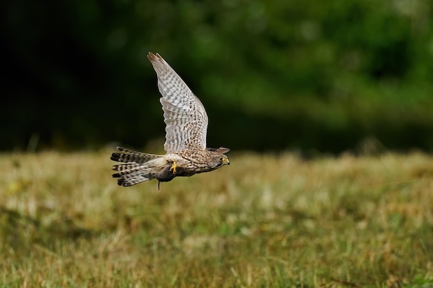 Common kestrel Falco tinnunculus