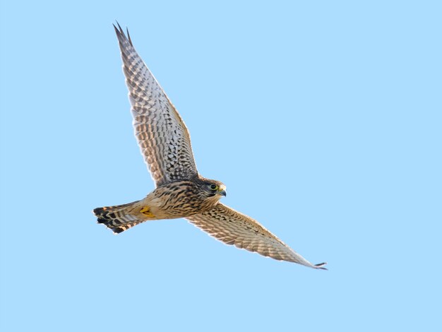 Common kestrel Falco tinnunculus