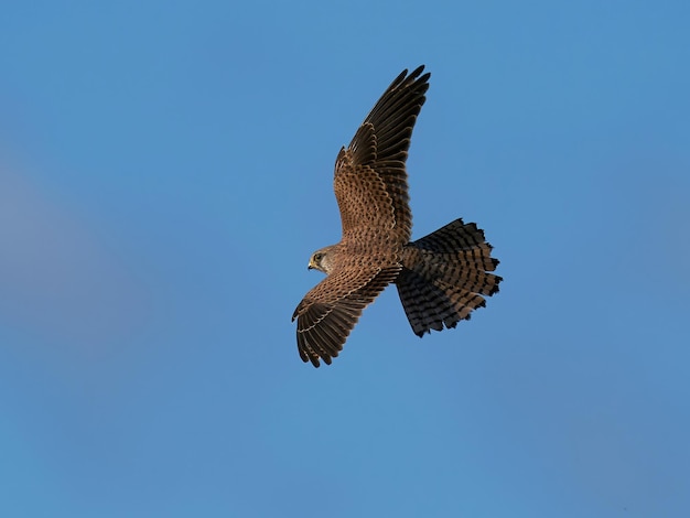 Common kestrel Falco tinnunculus