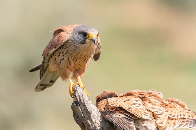 Самец обыкновенной пустельги Falco tinnunculus на окуне