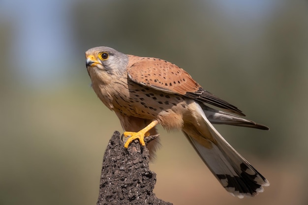 Maschio di gheppio comune falco tinnunculus sul suo trespolo