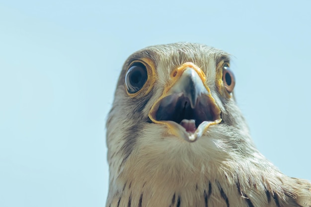 Common Kestrel Portrait Beak Wide Open (Falco tinnunculus) European kestrel.