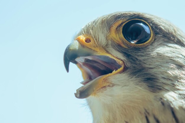 チョウゲンボウPortraitBeak Wide Open（Falco tinnunculus）ヨーロッパのチョウゲンボウ。
