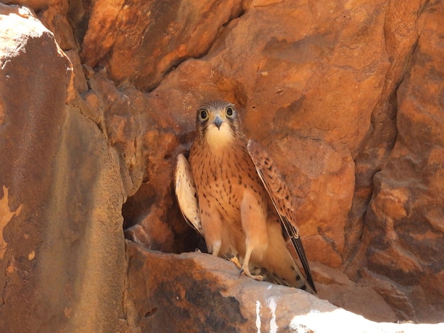 Common kestrel