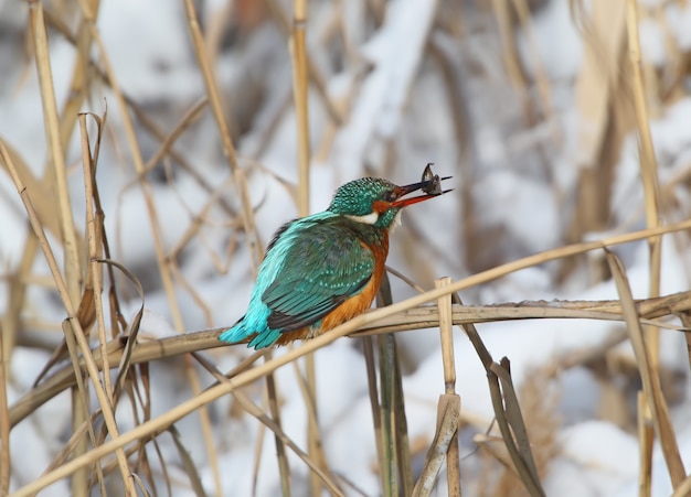 Common kingfiser with fish in its beak sits on the reed