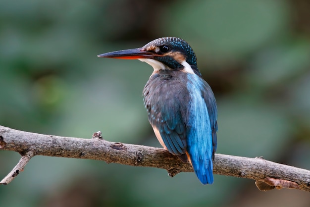 Обыкновенный зимородок Alcedo atthis Красивые самки птиц Таиланда