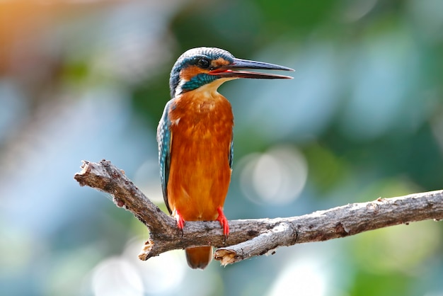 Foto martin pescatore comune alcedo atthis bei uccelli femminili della tailandia