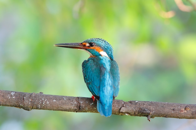 写真 一般的なカワセミalcedo atthisタイの美しい雄の鳥