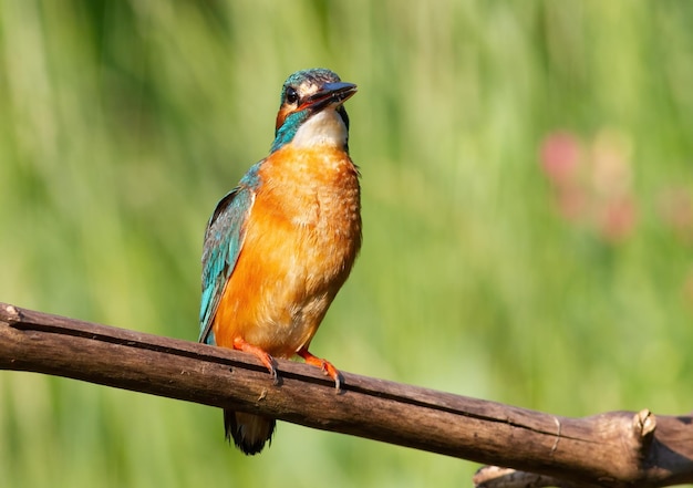 Common kingfisher Alcedo atthis A bird sits on a branch against a green background