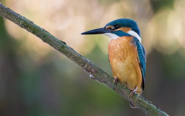 カワセミ Alcedo atthis 鳥は美しい乾いた古い枝の浅い川の上に座っています。