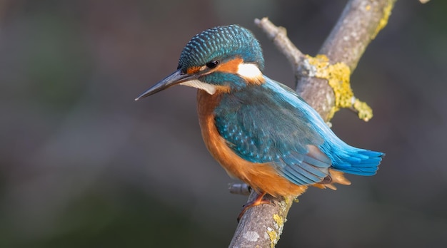 Common kingfisher Alcedo atthis The bird sitting on a branch above the water while waiting for fish