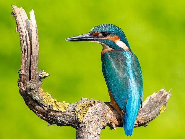 Common kingfisher Alcedo atthis The bird sitting by the river on a branch peering into the water