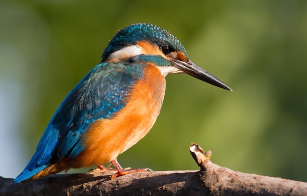 일반적인 Kingfisher Alcedo atthis 근접 촬영 초상화 한 새가 강 근처의 나뭇가지에 앉아 있습니다.