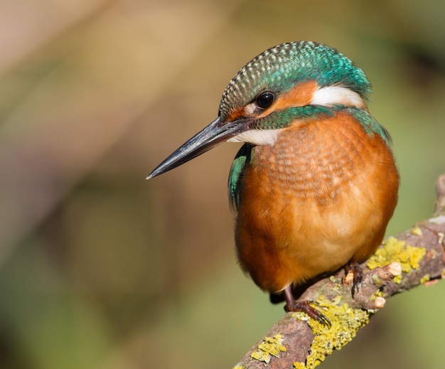 Common Kingfisher Alcedo atthis Closeup portrait A bird sits on a branch near the river