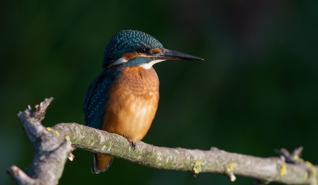 Common kingfisher Alcedo atthis In the early morning a bird sits on a branch by the river