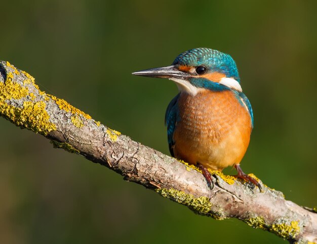 Common kingfisher Alcedo atthis In the early morning a young bird sits on a beautiful branch above the river waiting for fish