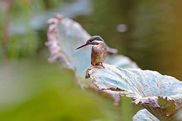 Common kingfisher alcedo atthis uccello femmina su foglia di loto