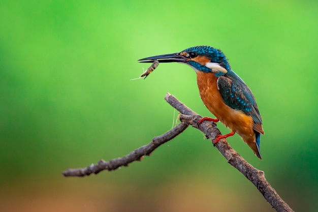 写真 一般的なカワセミ（alcedo atthis）は、エビを口に保持し、枝にとまる。鳥。動物。