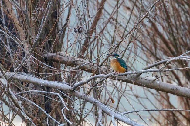 Common Kingfisher (Alcedo atthis) Kingfisher Bird sitting on a Branch