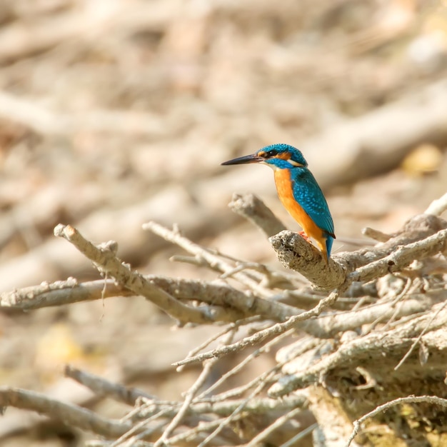 Common Kingfisher (Alcedo atthis) Kingfisher Bird sitting on a Branch