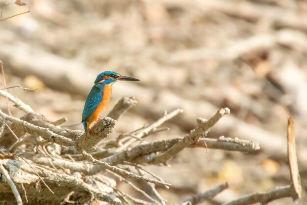 Common Kingfisher (Alcedo atthis) Kingfisher Bird sitting on a Branch