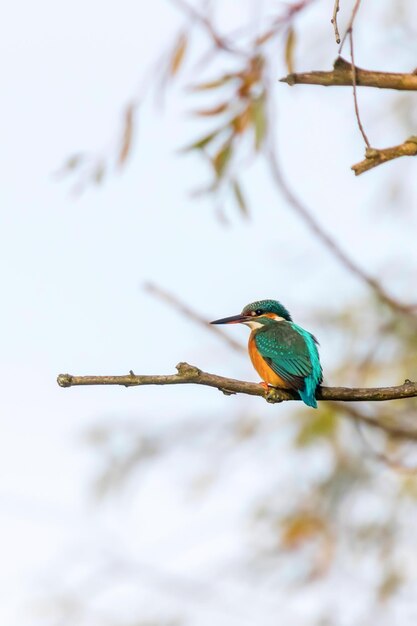 Common kingfisher (alcedo atthis) kingfisher bird sitting on a branch