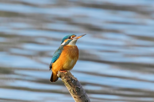 일반적인 물총새 Alcedo atthis Kingfisher 새는 나뭇가지에 앉아