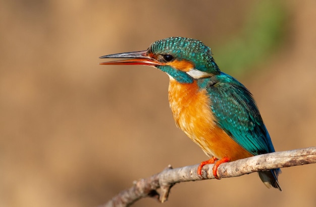 巣の近くの枝に雄の鳥が座っている一般的なカワセミ Alcedo atthis