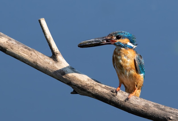 Common kingfisher Alcedo atthis The male sits on a beautiful branch and holds his prey in his beak