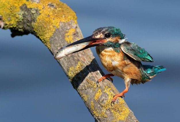 カワセミ Alcedo atthis オスは枝に座り、くちばしに魚をくわえる