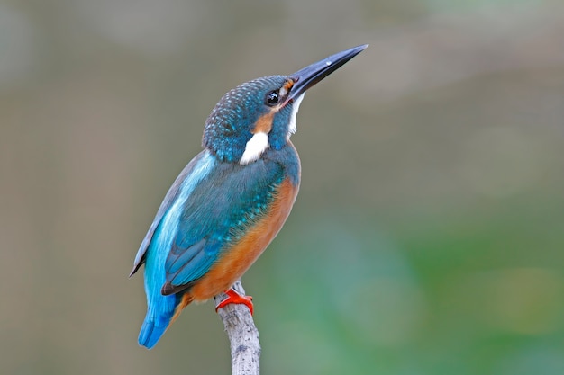 Обыкновенный зимородок Alcedo atthis Male