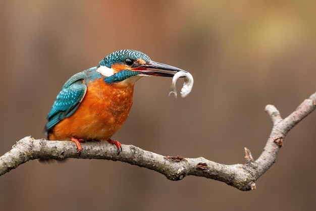 Common kingfisher alcedo atthis and the moment of the capture of its fish prey