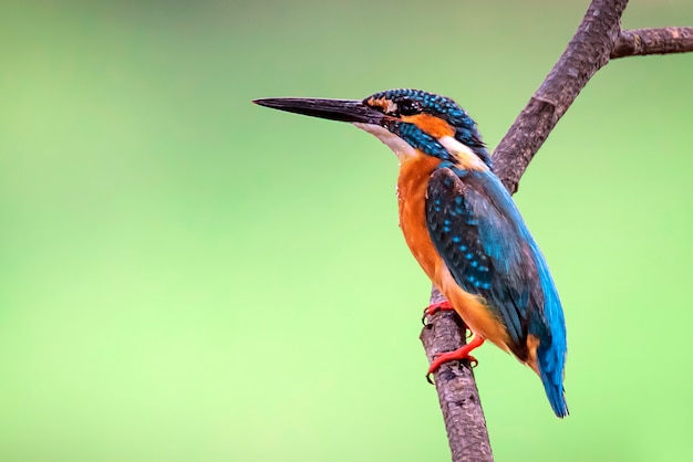 обыкновенный зимородок (Alcedo atthis) сидел на ветке. Птица. Животные.