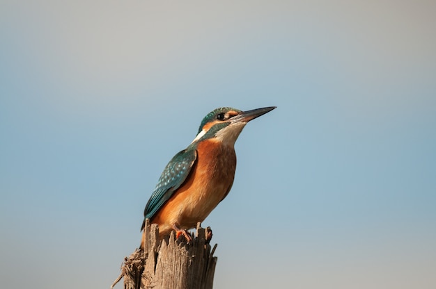 Common Kingfisher, Alcedo atthis, sitting on a stick against the sky.