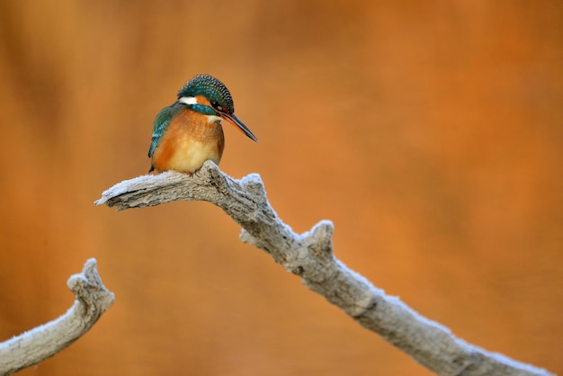 Common kingfisher Alcedo Atthis sitting on a tree branch