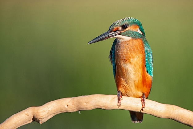 カワセミ（alcedo atthis）が座っています。