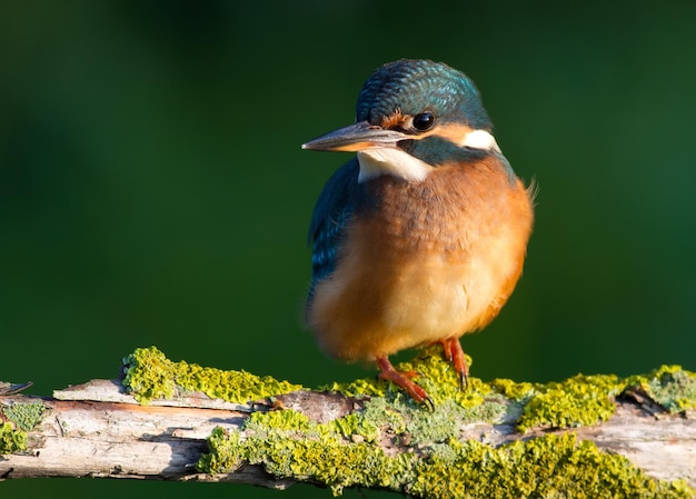 Common kingfisher Alcedo atthis Sunny day a young bird sitting by the river on a beautiful branch