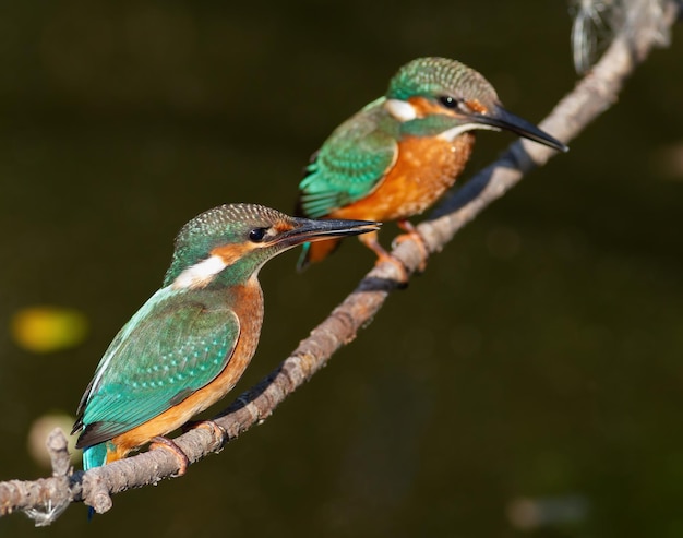 Common kingfisher Alcedo atthis Two birds sit on a branch above the river