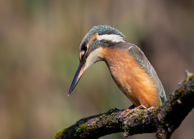 Обыкновенный зимородок alcedo atthis Молодая самка смотрит в воду в ожидании добычи